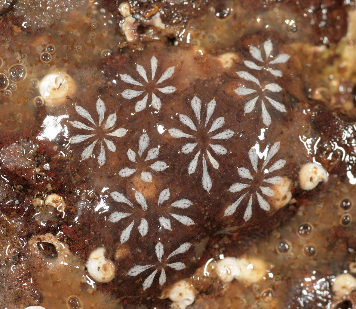 Image of Star ascidian