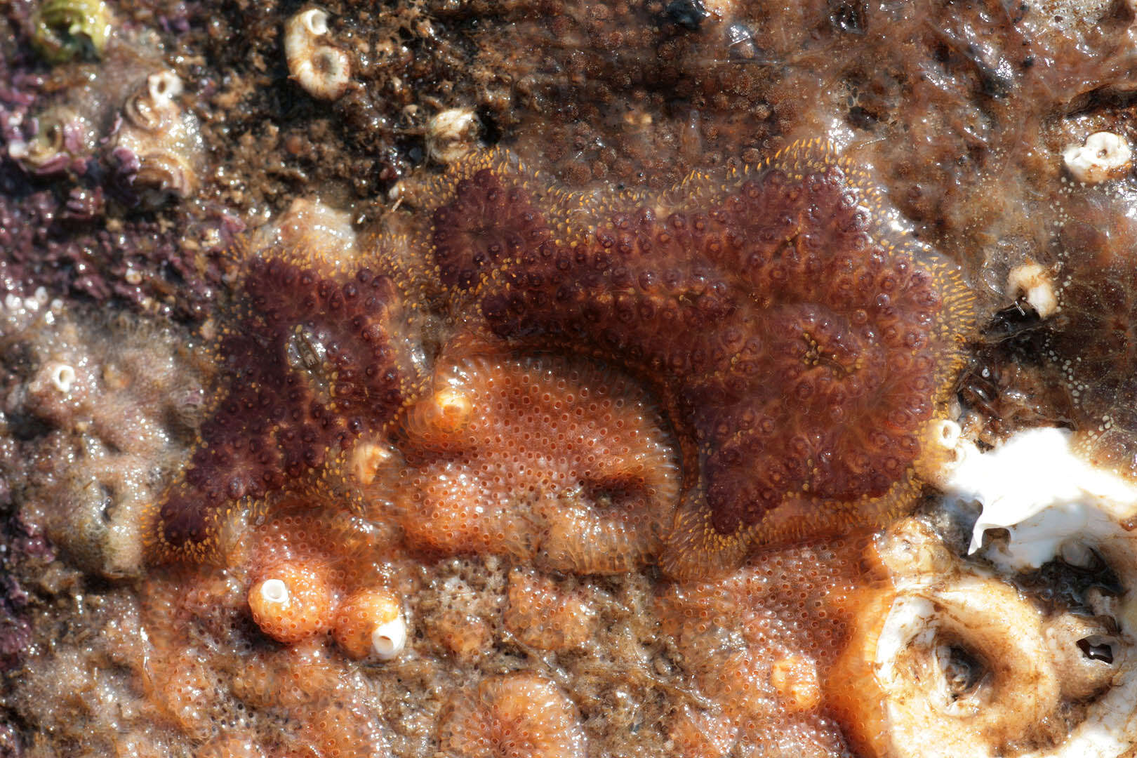 Image of Colonial tunicate