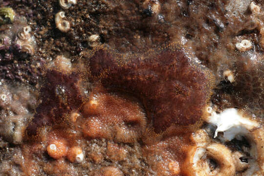 Image of Colonial tunicate