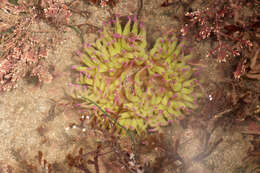 Image of Snakelocks anemone