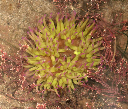 Image of Snakelocks anemone