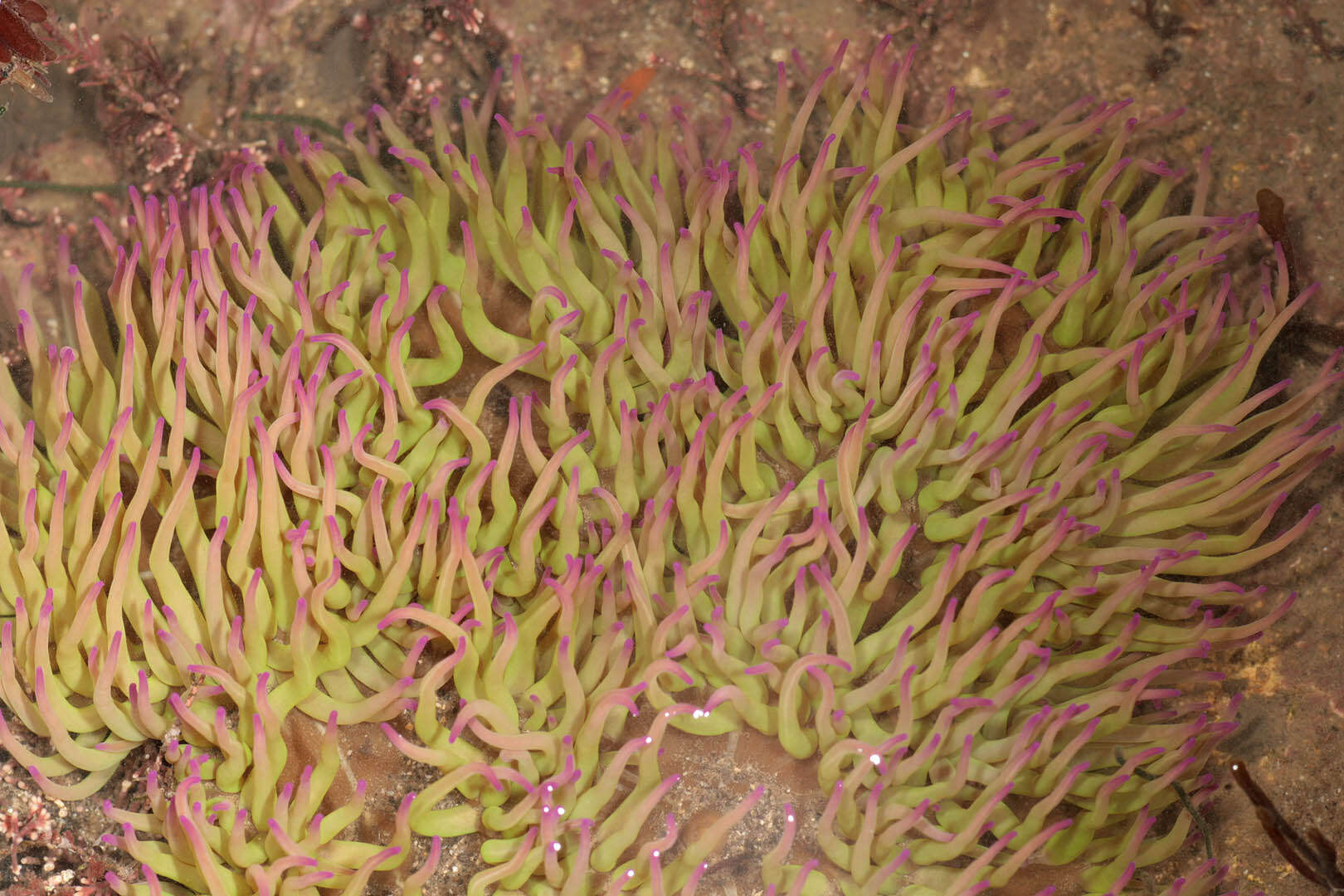 Image of Snakelocks anemone