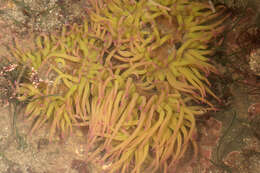 Image of Snakelocks anemone