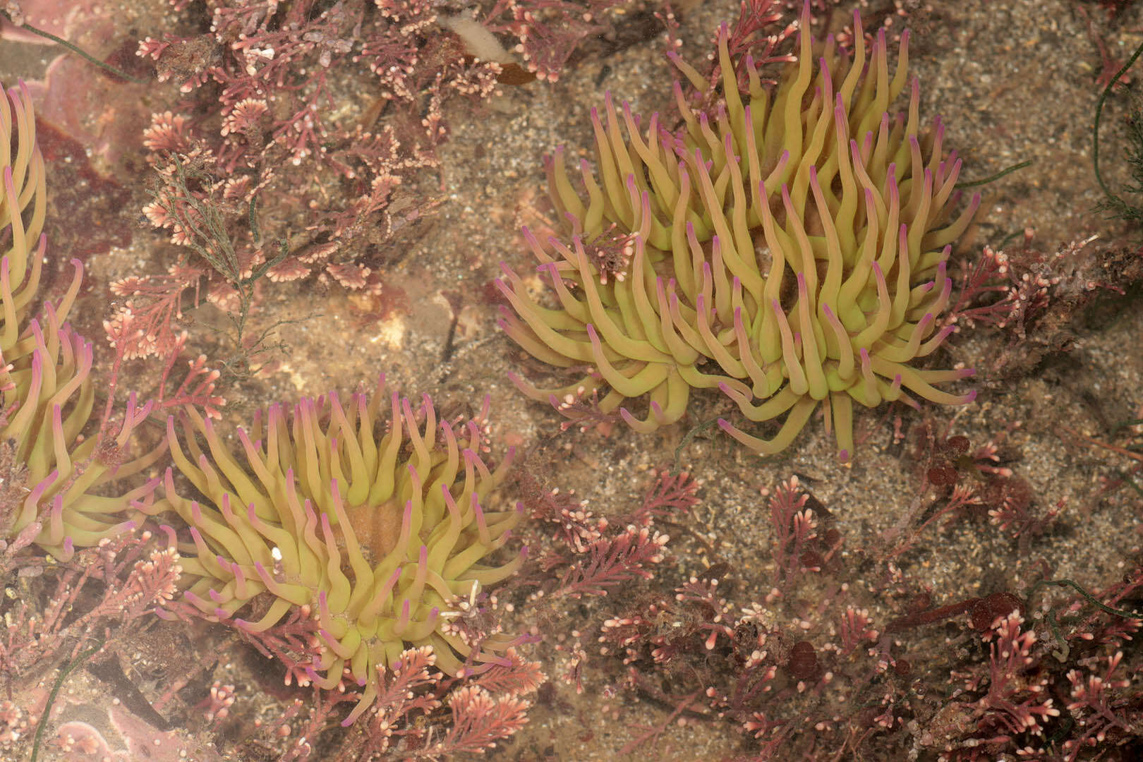 Image of Snakelocks anemone