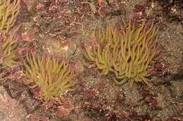 Image of Snakelocks anemone