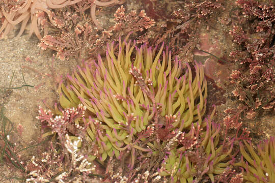 Image of Snakelocks anemone