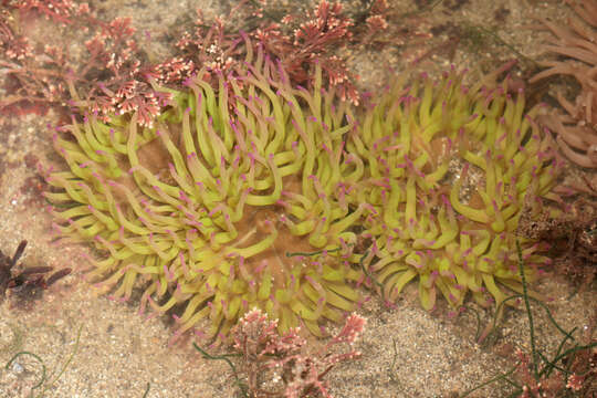 Image of Snakelocks anemone