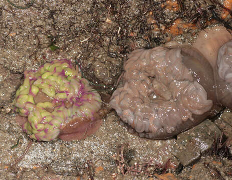 Image of Snakelocks anemone