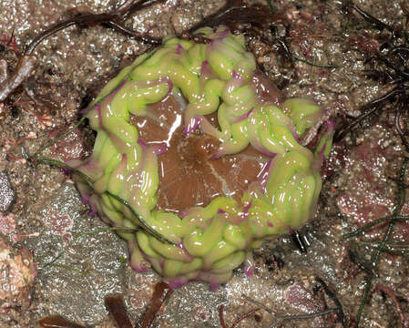 Image of Snakelocks anemone