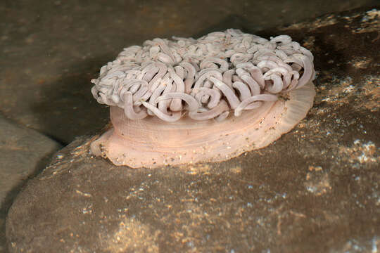 Image of Snakelocks anemone