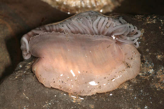 Image of Snakelocks anemone