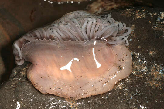 Image of Snakelocks anemone