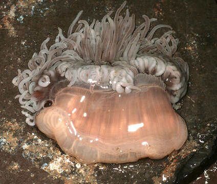 Image of Snakelocks anemone