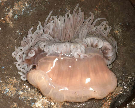 Image of Snakelocks anemone