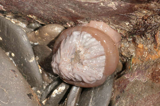 Image of Snakelocks anemone