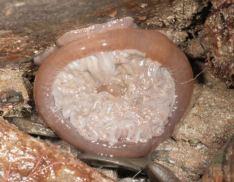 Image of Snakelocks anemone