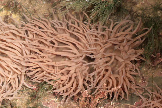 Image of Snakelocks anemone