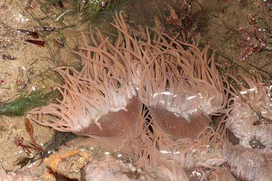 Image of Snakelocks anemone