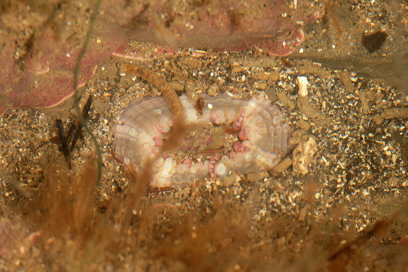 Image de Aulactinia verrucosa (Pennant 1777)