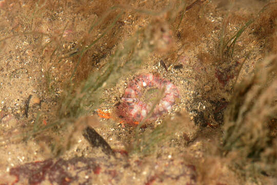 Image of gem anemone