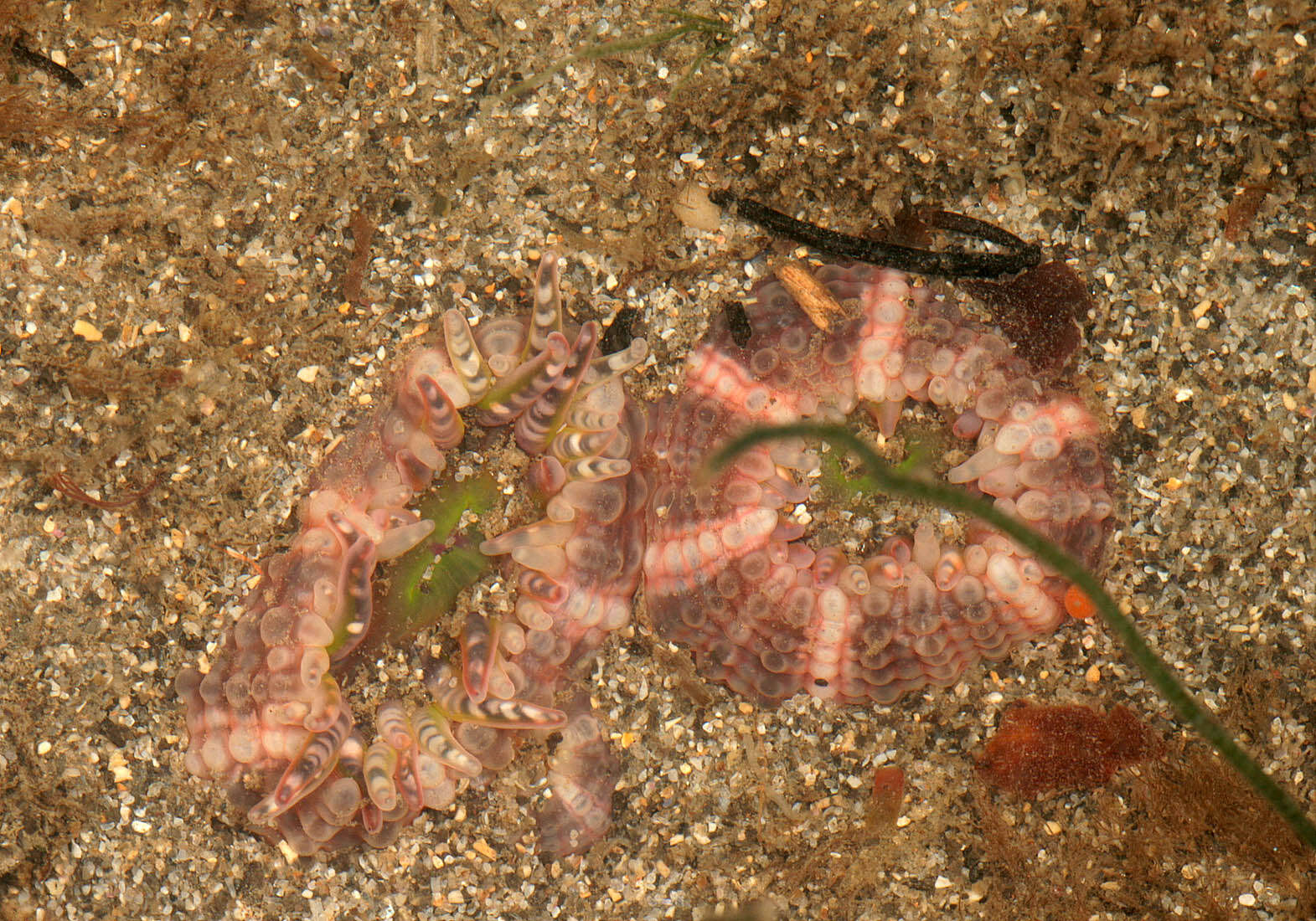 Image of gem anemone