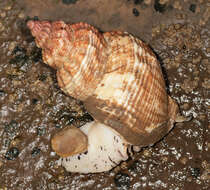 Image of Common whelk