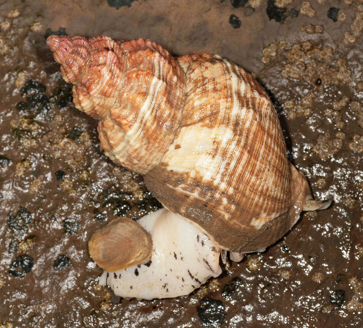 Image of Common whelk