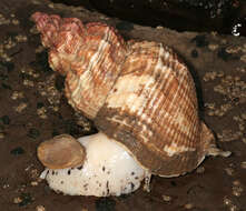 Image of Common whelk