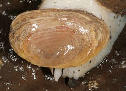 Image of Common whelk