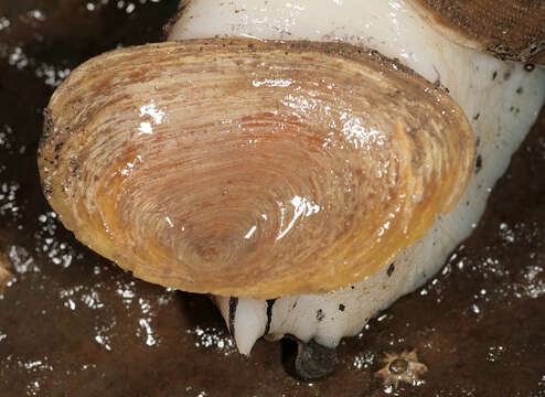 Image of Common whelk