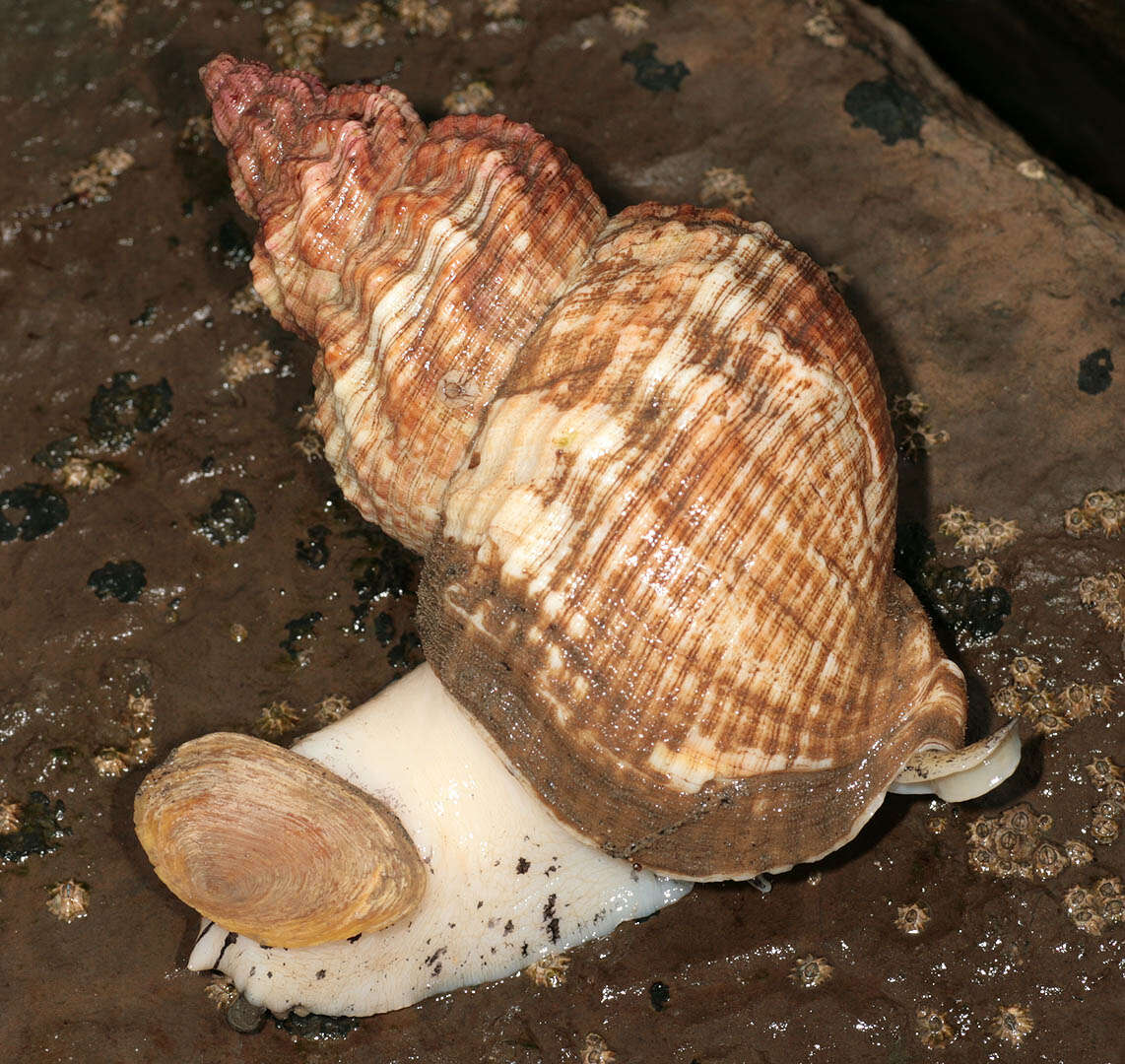 Image of Common whelk