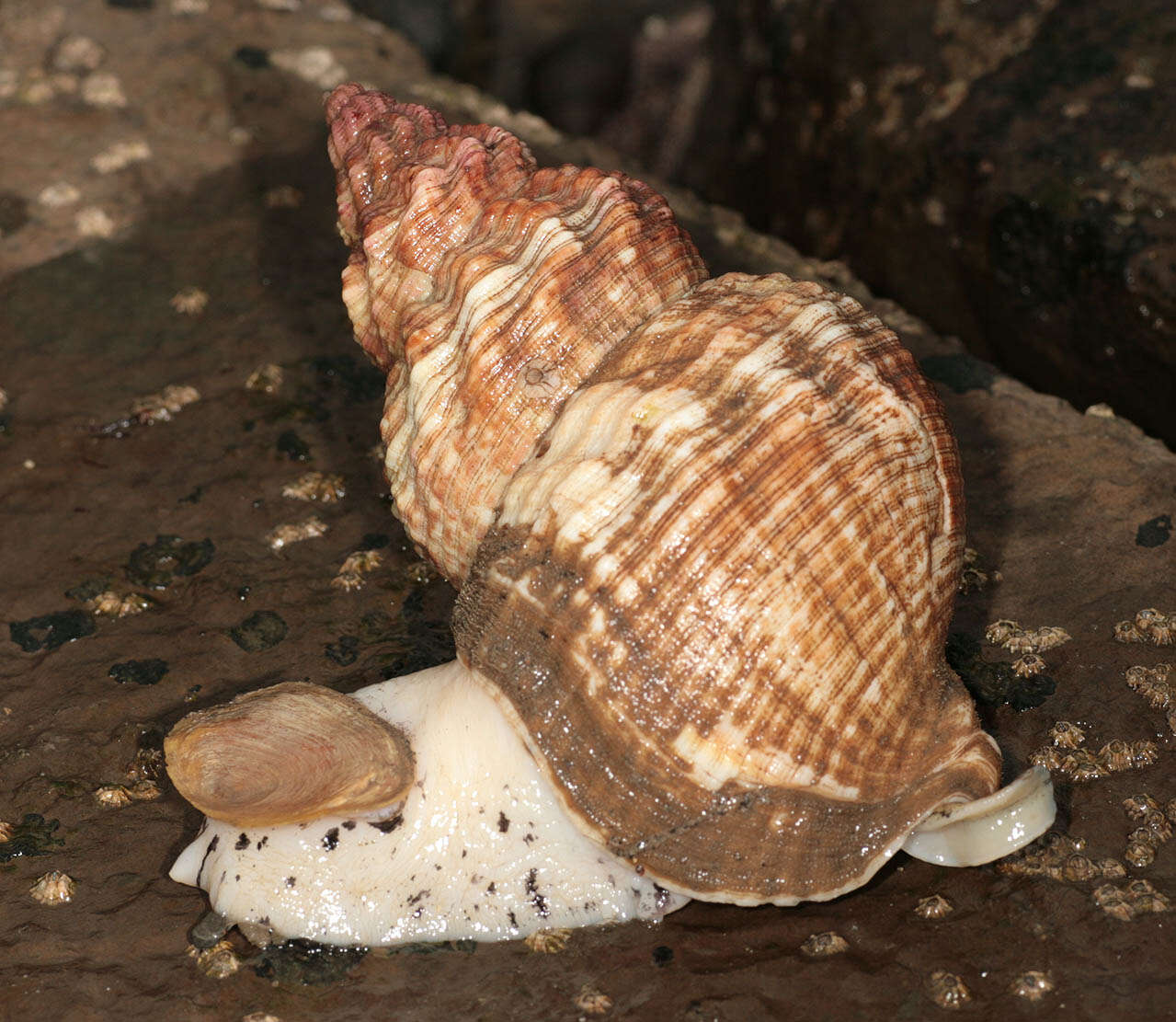 Image of Common whelk