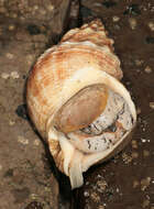 Image of Common whelk