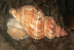 Image of Common whelk