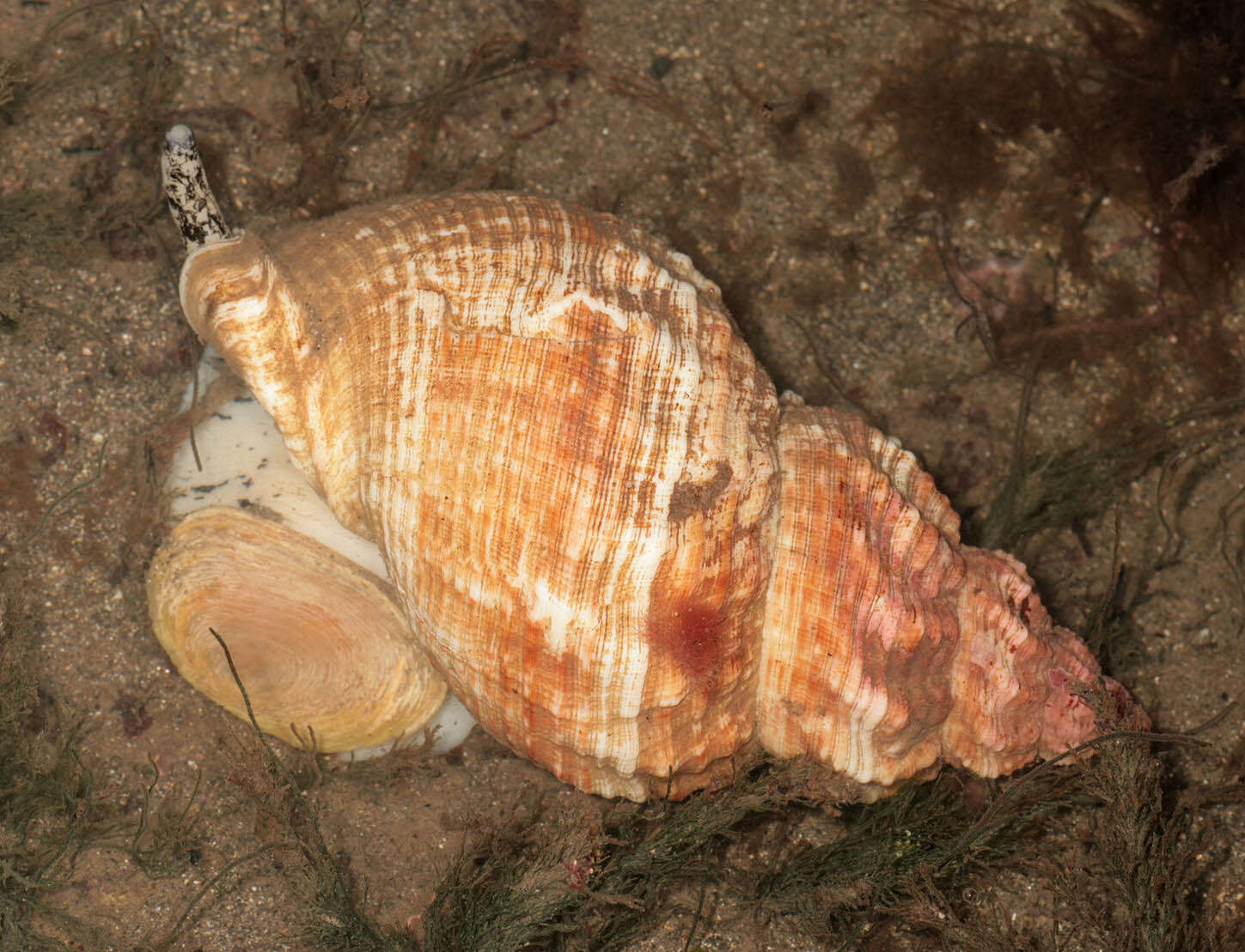 Image of Common whelk