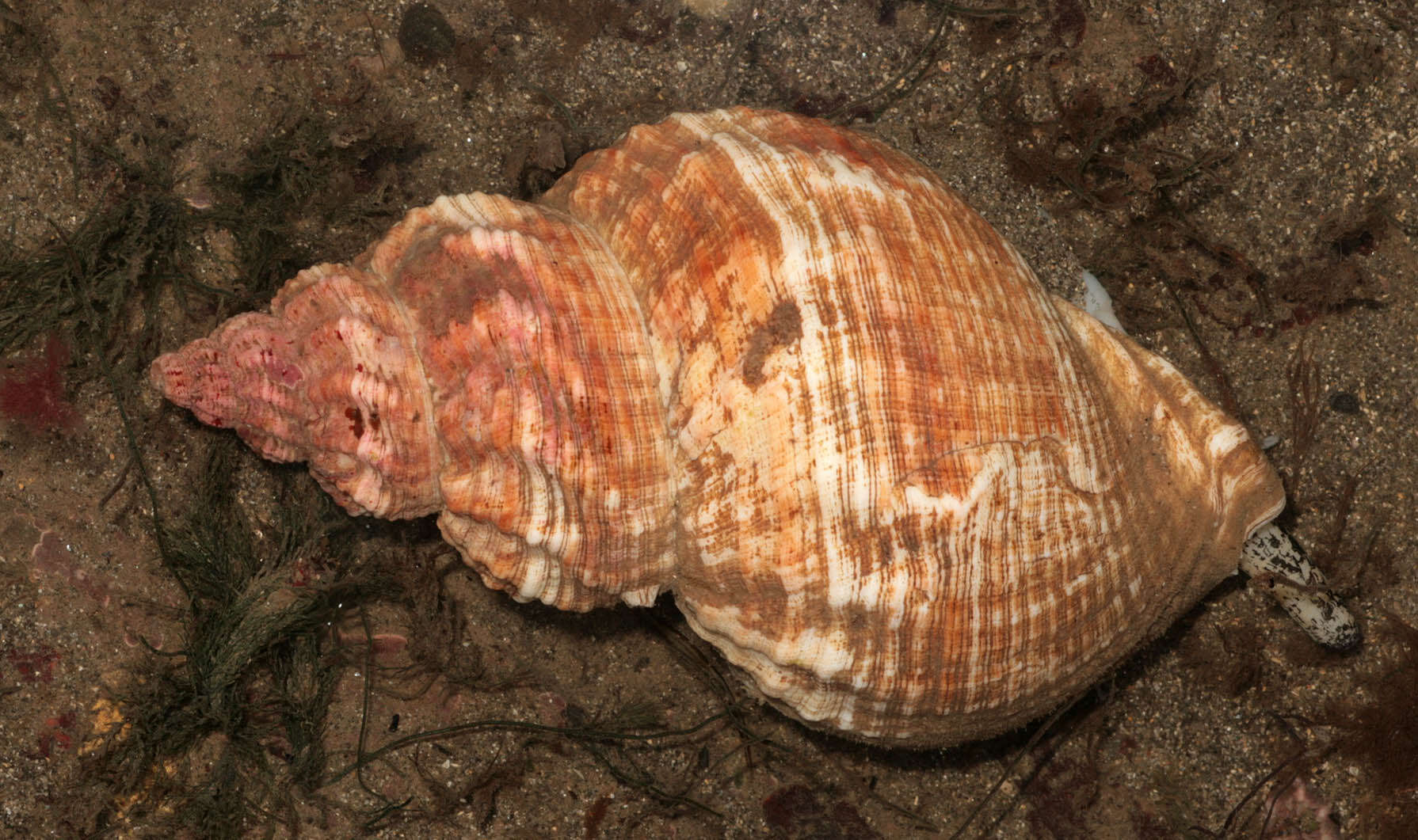 Image of Common whelk