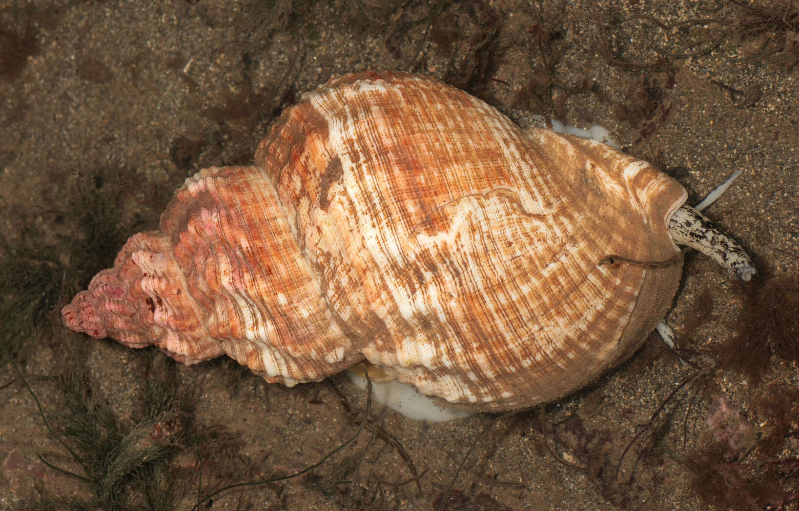 Image of Common whelk