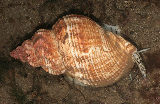 Image of Common whelk