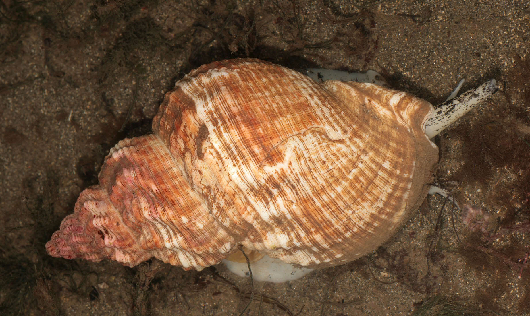 Image of Common whelk