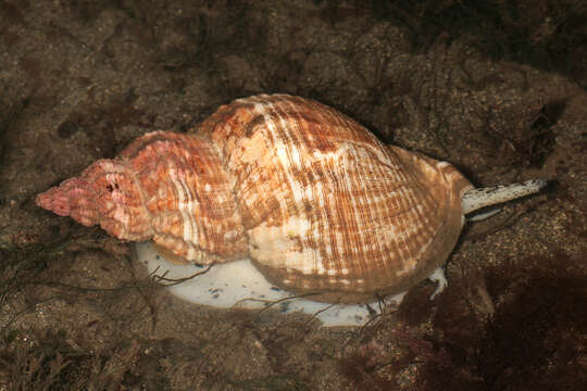 Image of Common whelk