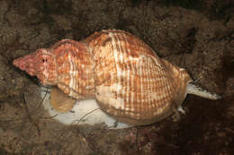 Image of Common whelk