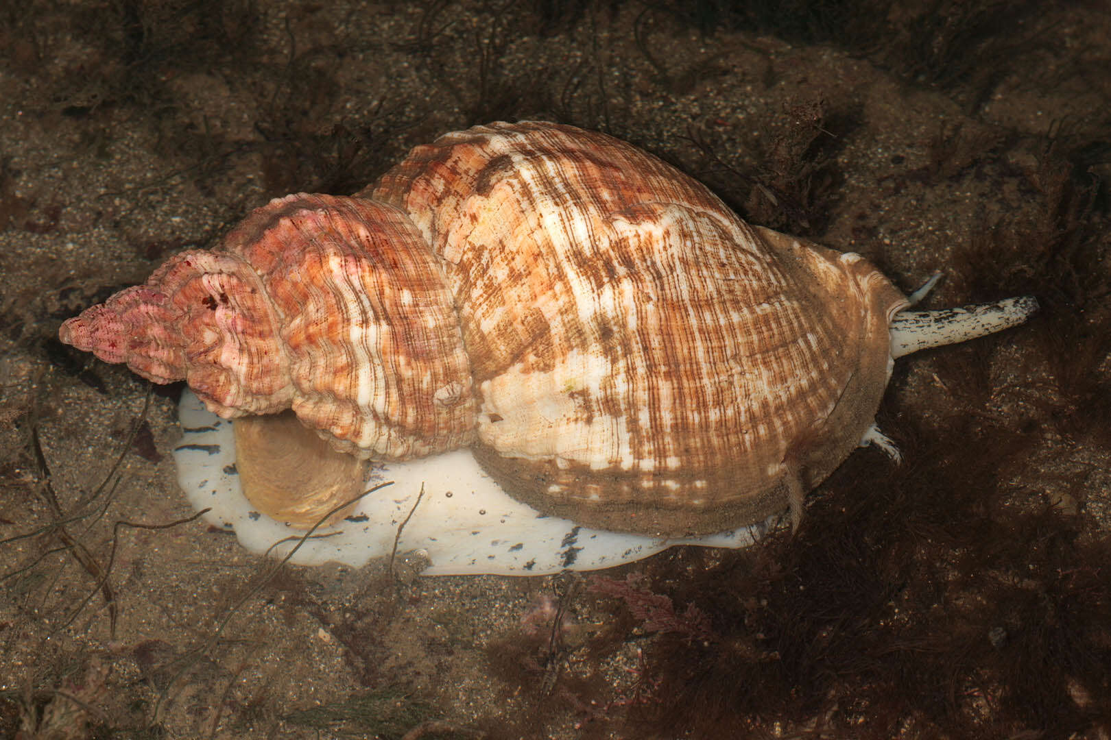 Image of Common whelk