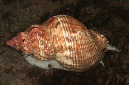 Image of Common whelk