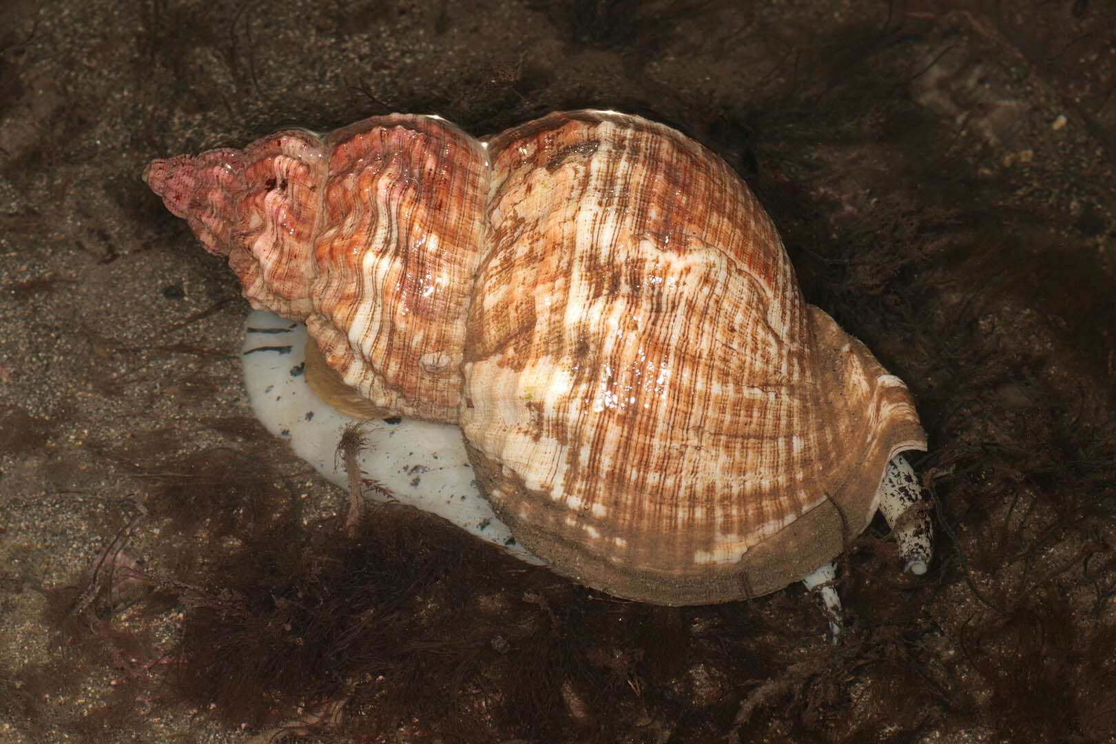 Image of Common whelk