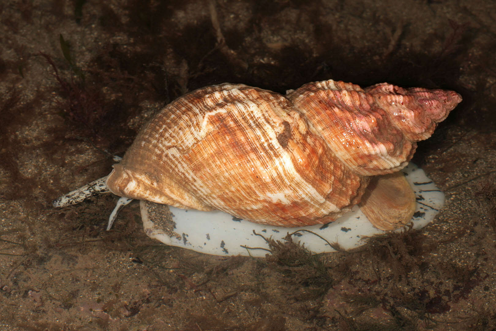 Image of Common whelk