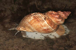 Image of Common whelk