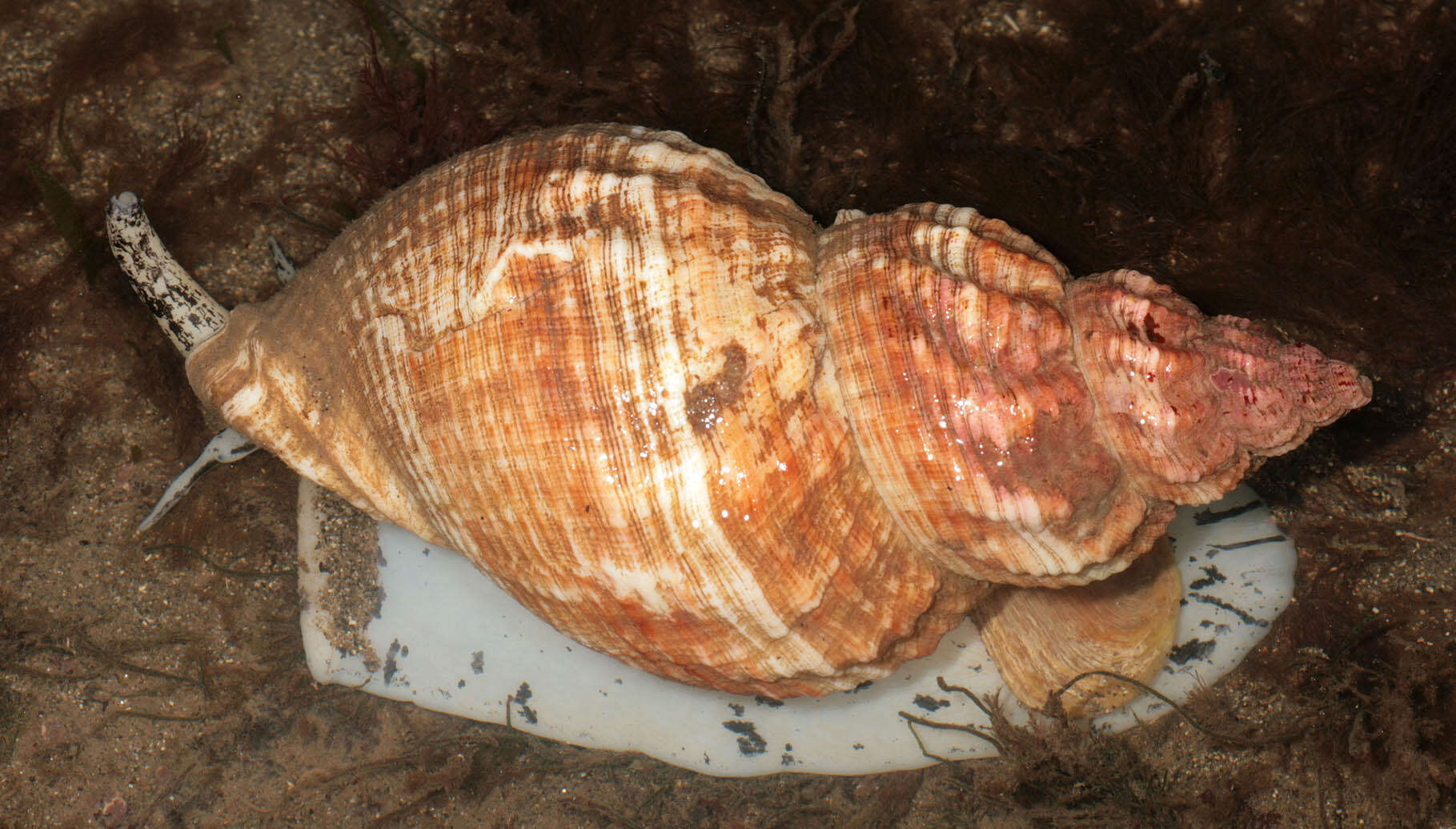 Image of Common whelk