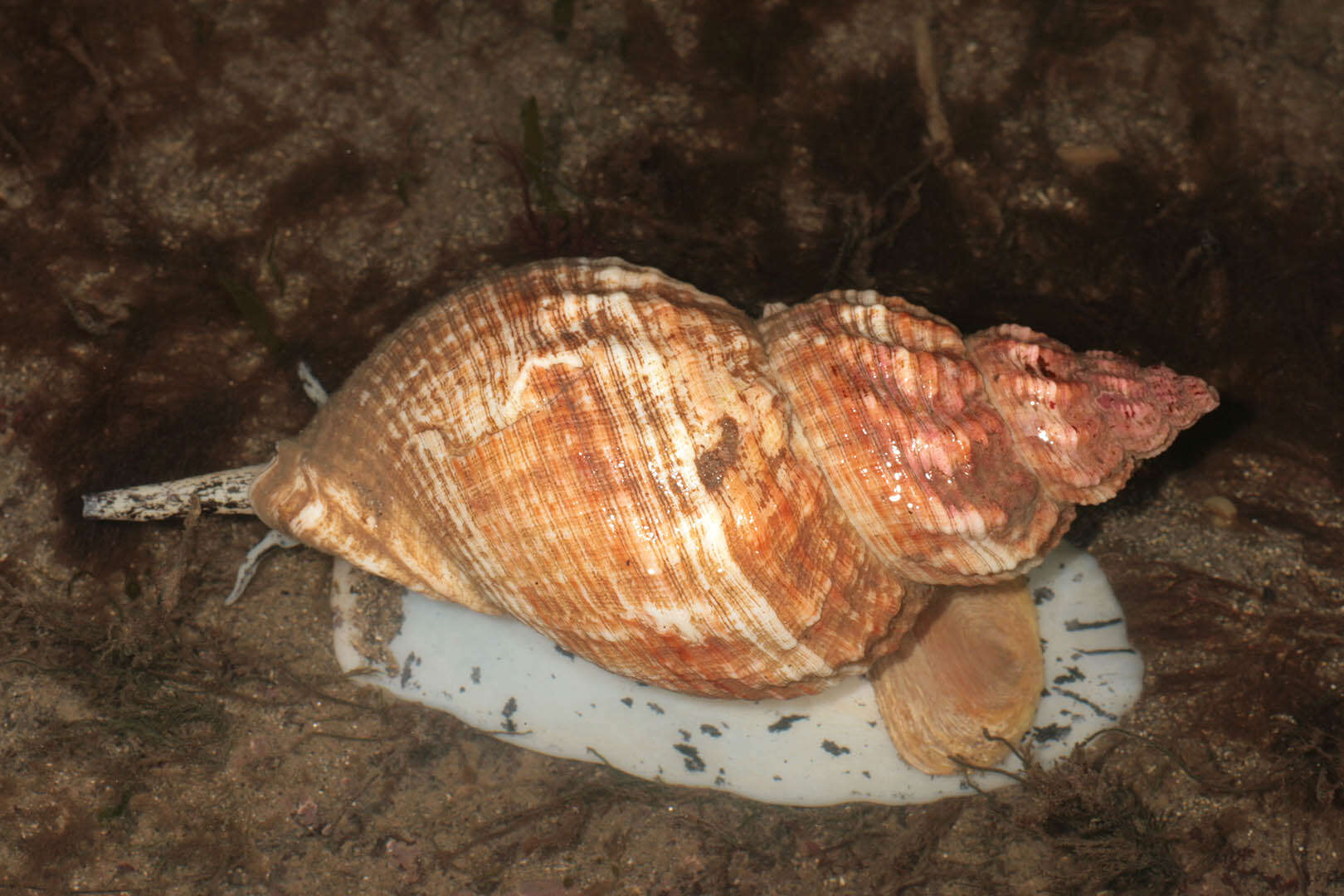 Image of Common whelk