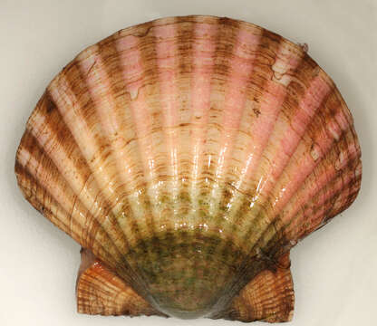 Слика од Pecten maximus (Linnaeus 1758)