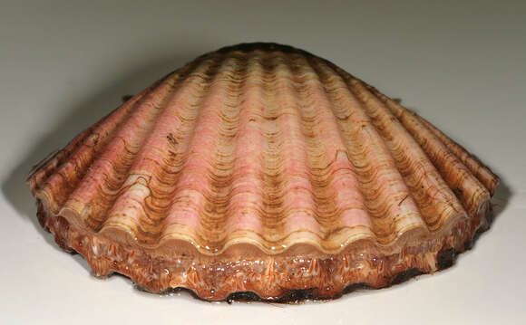 Image of Great Atlantic scallop